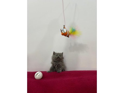 Uğur böcekleri kedilerim