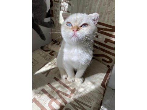 Kendini deli gibi sevdiren scottish fold yavrularım