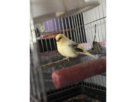 Kabak gloster kanarya