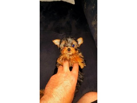 Orijinal sıfır beden yorkshire terrier
