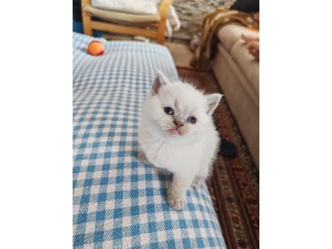 British shorthair yavrularımız yuva arıyor