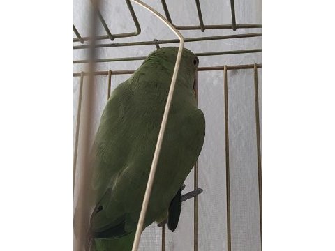 Yarı evcil pakistan papağanı