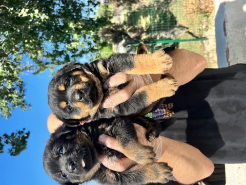 Rottweiler yavruları a kalite tüm illere gönderim