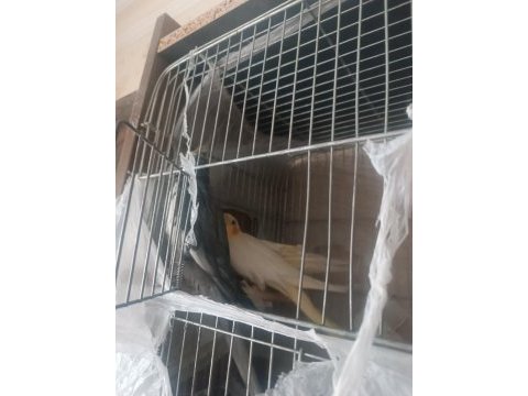 2 yaşında albino erkek kızgın ve lutino ve gren sultan