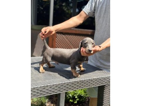 Orjinal dachshund (sosis) yavrunuz