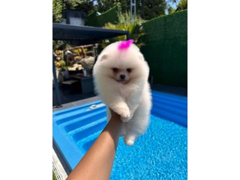 Orjinal pomeranian boo