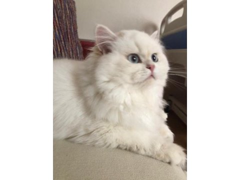 Safkan british longhair yavrular
