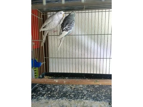 3 takım muhabbet kuşu artı bütün malzemeler