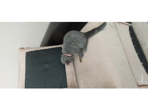 British shorthair dişi yavru