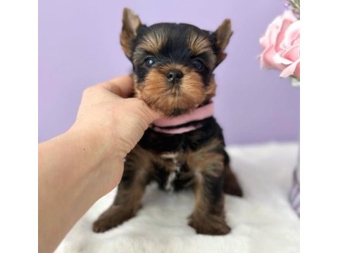 Teacup yorkshire terrier minikler