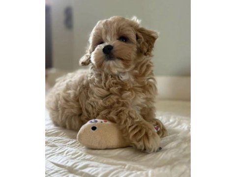 Kore teacup maltıpoo yavrularımız