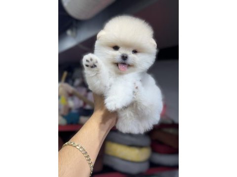 Şecereli pomeranian bebekler