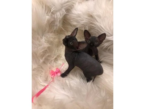 0 tüy colorful sphynx bebekler