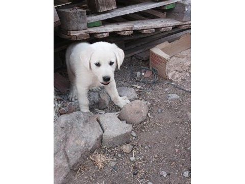 Akbaş köpeğimiz sahiplendirilecek