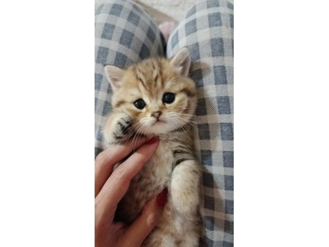 1tane british longhair