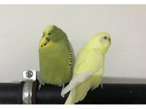 Lutino ve jumbo çift muhabbet kuşları