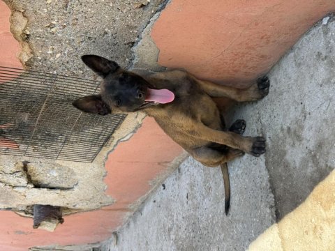 Üst düzey kalitede belçika malinois yavrular