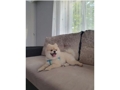 3 yaşında evcil tuvalet eğitimi var spitz