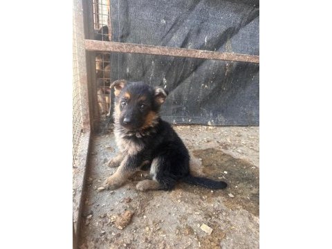 Alman kurdu yavru köpeklerimiz