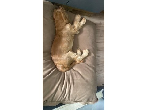 4 aylık erkek yavru american cocker