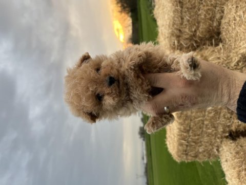 Micro orjinal kore toy poodle