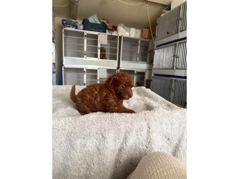 Kore toy poodle yavrularımız