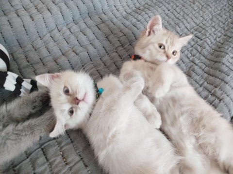 British shorthair 2 buçuk aylık dişi yavru nadir renk