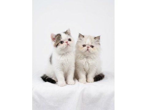 Van desen exotic shorthair yavrular