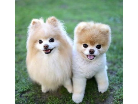 Pomeranian boo