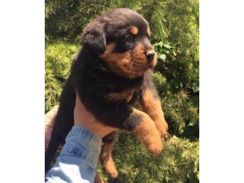 Irk ve sağlık garantili rottweiler yavruları