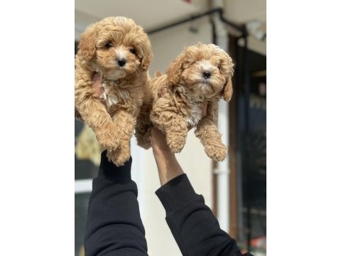 Ankarada ziyarete açık mini maltipoo yavrularımız