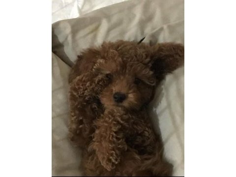 Aşılı çipli karneli toy poodle 5 aylık