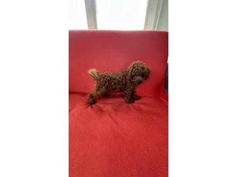 Erkek toy poodle