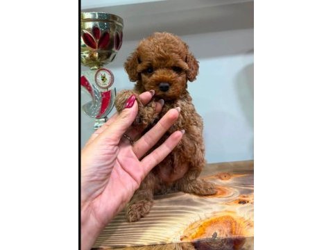 Mini mini toy poodle teacup