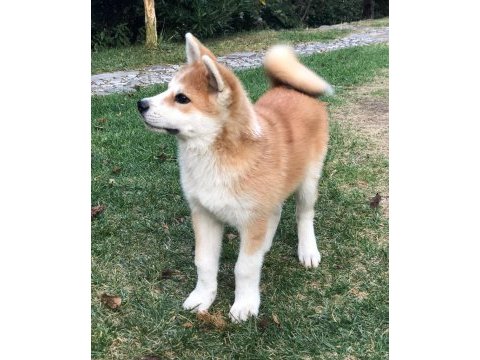 Japon akita yavruları sağlık ve ırk garantili 