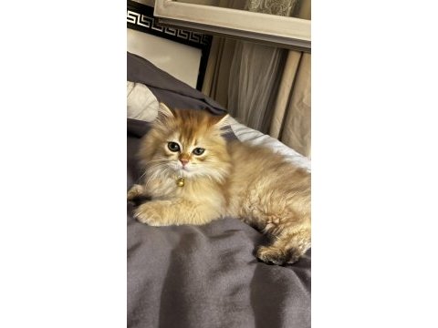 3 aylık british longhair ny11 evde bakılıyor