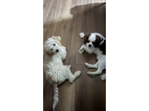 4.5 aylık dişi terrier