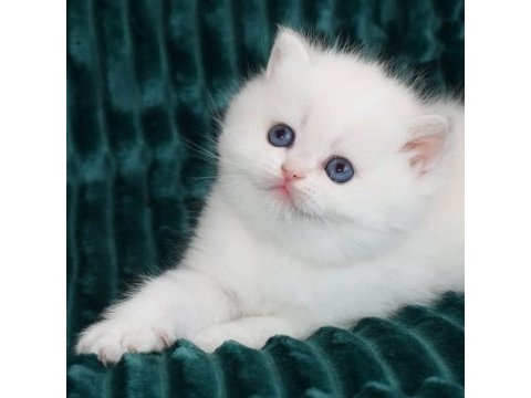 Kar gibi beyaz silver british shorthair 