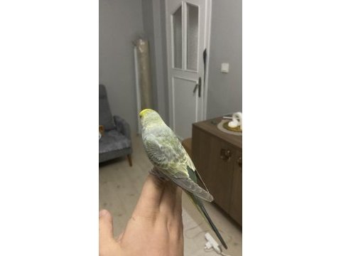 Konuşan ele kola gelen insan canlısı muhabbet kuşu