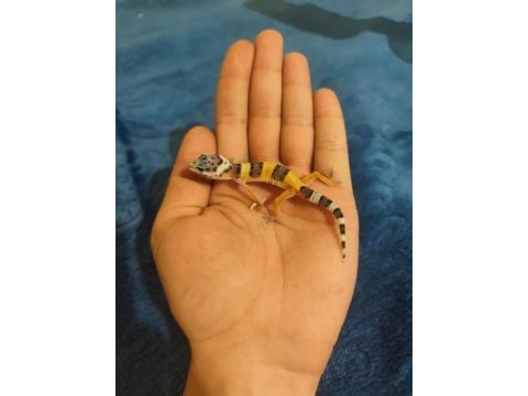 Yavru leopard geckolar