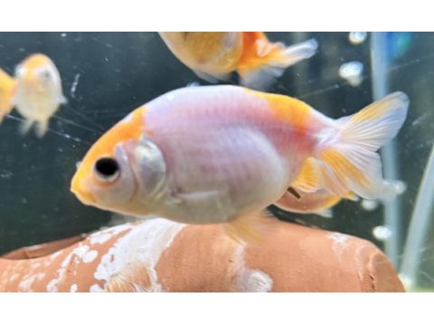 Ranchu japon balıklar