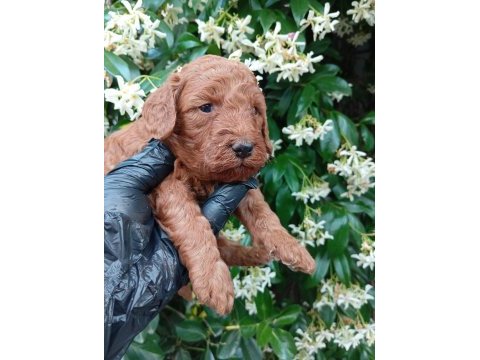 Siyah inci ırk ve sağlık garanti toy poodle bebekler