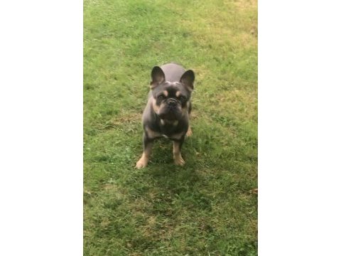 Evde en sorunsuz ırk french bulldog 2 yaş blue