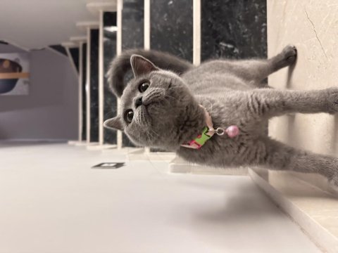 4 aylık dişi çok cana yakın oyuncu scottish fold