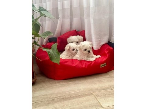 Maltese terrier yavrumuz 2 aylık