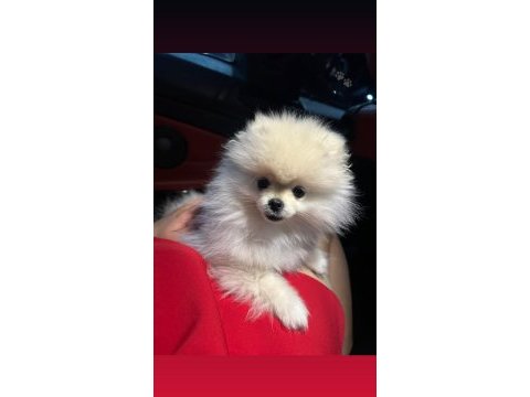 Pomeranian boo köpeği