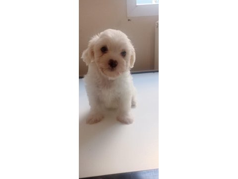 Dişi 50 günlük terrier