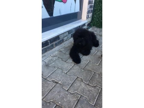 Standart 4 aylık dişi poodle