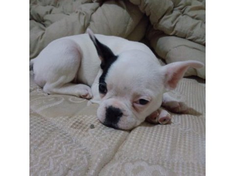 Çok tatlı oyun delisi french bulldog