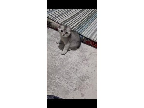 Scottish fold top kafa sıfır kulak